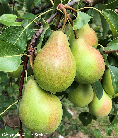 Pyrus communis 'Vekovaja' pryn